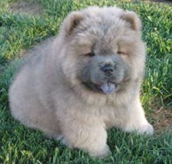 chow chow - cutest pup