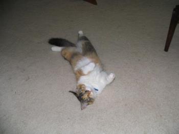 Cat laying on her back - My cute little London kitty laying on her back. :)