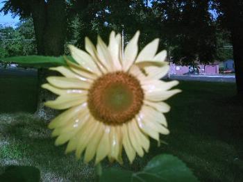 My Sunflower... - My Sunflower... 
