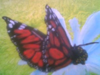 pretty butterfly - butterfly on a flower