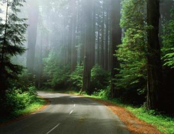 Lost in nature - A forest camping trip.