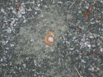 snail - this is a snail in a national park