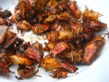 fried bugs - fried bugs on a plate as a snack