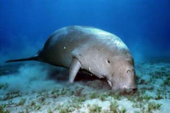 Dugong! - A Dugong is a mammal also called the "Sea Cow". They&#039;re found in the waters surrounding some 40+ countries and are a protected species and very unique!