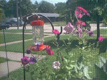 One of my Photo's of my hummingbird feeder outside - Can you see the little rope on top of the pole hanger?

This is the shot I want of the hummingbirds as they sit there and perch;