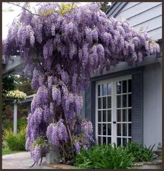 Wisteria - Wisteria will grow in zones 5-8 and there are many varieties. Wisteria can be propagated via hardwood cutting, softwood cuttings, or seed. However, seeded specimens can take decades to bloom; for that reason, gardeners usually grow plants that have been started from rooted cuttings or grafted cultivars known to flower well. 