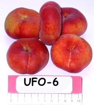UFO Peaches - A new peach variety from University of Florida fruit breeders looks like someone took a standard peach and flattened it. But don&#039;t let its odd, saucer-like appearance fool you -- the peach has a firm texture and the sweetest taste this side of the Georgia state line. They are also called donut peaches, flat peaches etc.

