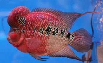 Flowerhorn - Flower Horn Fish is basically from the Cichlid family, which is classified under the genus of Cichlasoma, which is commonly found in South America. This beautiful hybrid is thought to be the end product of cross breeding between the Cichlasoma Trimaculatus, Cichlasoma Festae, Jingang Blood Parrot, and etc. To date, a lot of better quality Flower Horn has been produced due to the intensified eagerness of breeders to produce the best show quality fish for the market. 