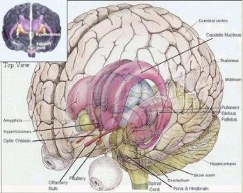 human brain - the most developed part of the boby -  the human brain is undoubtedly the most important and developed part of human body ..