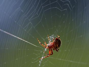 spider in its web - public domain photo by Jon Sullivan