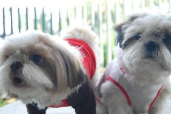 Dogs - Meet Carey and Gello!