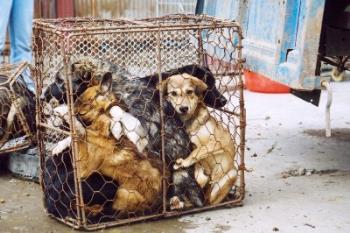 dogs in cage - this one shows no mercy at all. _