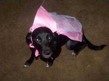 Zoey - this is Zoey my dog on Halloween lol! she was a princess:)