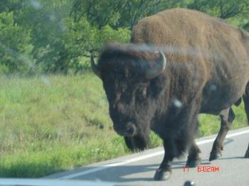 Buffalo at Wichita Mountains - Witchita Mountains is a preserve were buffalo roam freely. It&#039;s fun to drive through to see them.