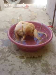 sumo my labrador retriever - sumo when he was still a puppy taking a refreshing bath