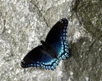 black and blue butterfly - A close up of the butterfly that adopted my girls last summer.