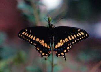 American Black Swallowtail - image of an American Black Swallowtail 