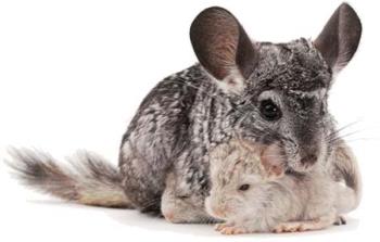 Chinchilla Mom & Baby - Chinchillas bred in captivity should be kept indoors as they can’t withstand extremes of temperature. An ideal cage size for a pair of Chinchillas is approximately 85 x 100 x 40cm. You may also consider adding a separate run in the garden or allowing your pets some daily supervised exercise outside their cage. Chinchillas love climbing, so place platforms, ramps, and perches at different heights inside their cage.

