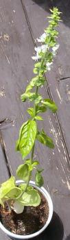 Basil - I grow herbs in my apartment, which is a second story affair minus a proper porch. I use the herbs to add flavor to soups and such.
