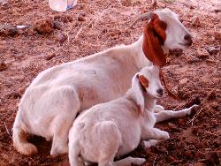 Two Boer Goats - What do you think of these?