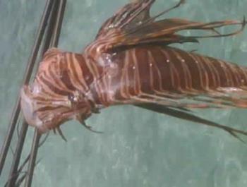 Lion Fish  - Lion Fish caught by Cynthiann&#039;s workers.