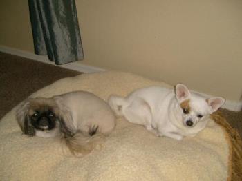coco and lucy lu - my chihuahua and sons pekingnese laying on the big doggy bed together coco and lucy lu - my chihuahua and sons pekingnese laying on the big doggy bed together