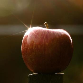 An Apple A Day .. - Do we really Need More Than What Is Required For A Comfortable Living ..