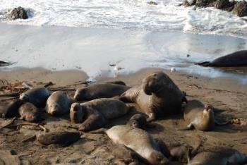 Elephant Seals in San Simeon, CA - Elephant seals on the beach