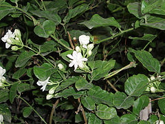 Jasminum sambac - the flower of the nation symbol