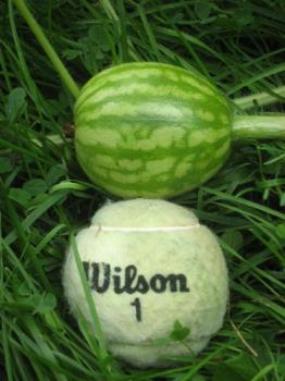 Nice Looking - I have a few that are tennis ball size now. Nice Looking - I have a few that are tennis ball size now.