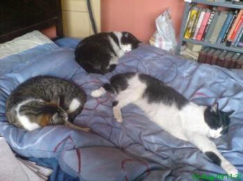 Three of my cats - The tabby and white is Chu. The black and white above her is Jet, and the other back and white is Felix stretched out in comfort.