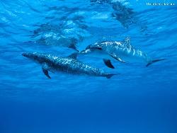Dolphins - Amazing water creatures.