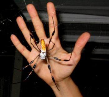Banana Spider - otherwise known as a Golden Orb Weaver spider.

and YES they have caught birds and eaten them! (strong webs)