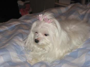 My Pride And Joy - My Maltese Puppy means the world to me My Pride And Joy - My Maltese Puppy means the world to me