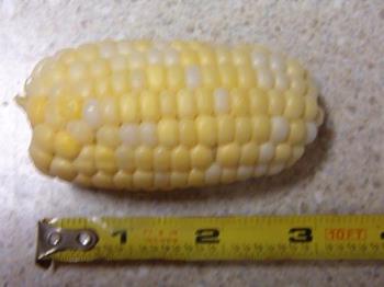 Mini cob of corn - Smallest of them yet although I had one that was an inch longer a week ago. lol