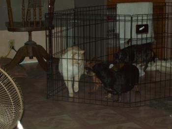 Willy just after he fell into the dog pen - Cats can be kind of uncoordinated at times, and Willy is no exception! He was trying to jump onto the top shelf of the bookcase and didn&#039;t make it, oops right into the dog pen!!!