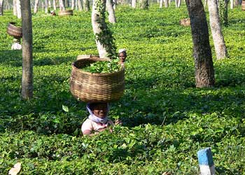 tea garden of assam - tea garden of assam. assam is land of maximum tea gardens. the coolies of assam really related to this industry.