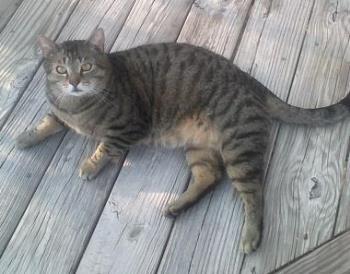Bean - My kitty, Bean. Bean - My kitty, Bean.