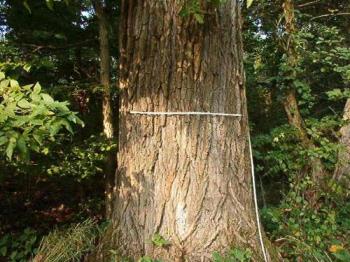 Trunk of Massive Cottonwood tree - Using a 100&#039; tape measure to try and measure it. It&#039;s closer to 4&#039; across. 