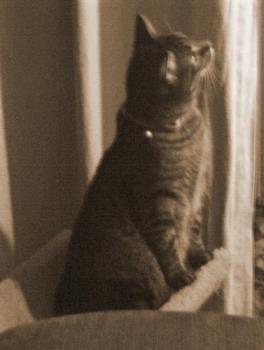 Simba and his spirits - Staring into space