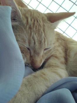 My cat - My cat papa My cat - My cat papa