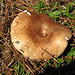 Mushroom - Mushroom in front yard Fall of 2008.