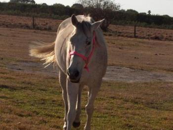 Mandee's horse - This is Baily.