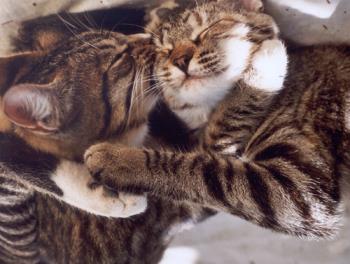 Kitty Hugs - Kitties hugging
