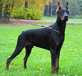 a doberman - doberman...