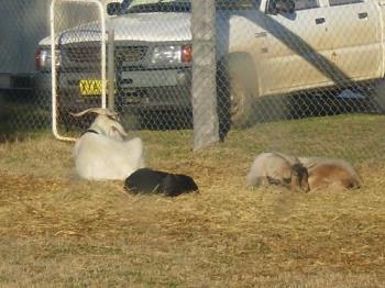 2 goats and a dog, living happily together. - I love to see my animals getting along happily and sharing the space they live in. Banjo the cat is inside.
In this photo is Pickles the white goat, Lucy the dog and Tulip, the little brown goat.