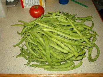 Mess &#039;o&#039; beans - Picked from just 3 plants. 