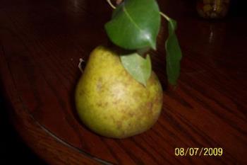 Fruit  - This is one of my pictures of a pear, that did not come out so well. I keep it though, since i may use it in a fruit article or poem, etc.