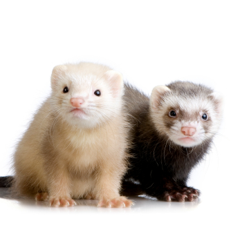 Ferrets - awsome pets