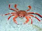 Sea food - Sea food